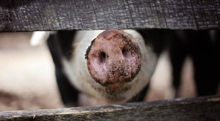 Разпространението на африканската чума по свинете се разраства размяната на