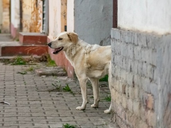 Нахапано дете от бездомно куче в Асеновград вече е стабилизирано