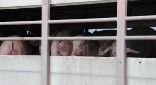 Стопаните отглеждащи свине за собствени нужди чиито животни бяха унищожени