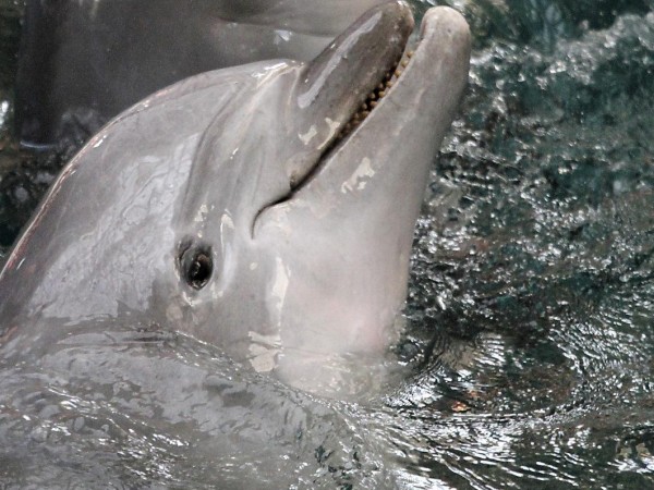 Намаляват случаите на мъртви делфини по българското крайбрежие на Черно
