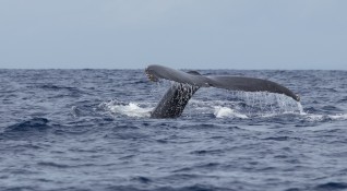 Гладките китове може да са два пъти по големи от косатките