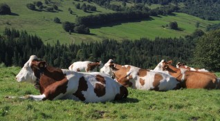 Фермер изхвърли труповете на пет мъртви крави близо до Змейово
