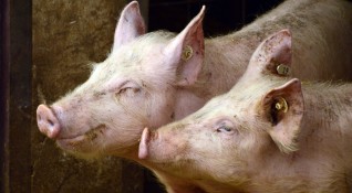 Увеличават се огнищата на африканска чума при свинете и те