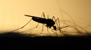 Пръскането против комари покрай Дунава продължава Днес ще бъдат обработвани