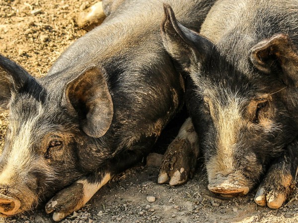 Започна умъртвяването на животните от свинекомплекса в село Николово, в