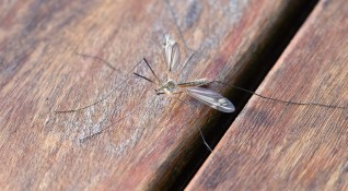 Западнонилска треска пренасяна от обикновените комари е голямата опасност за