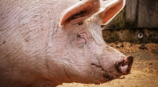 Асоциации на свиневъди поискаха да бъде забранено свободното отглеждане на
