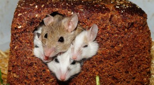 Учени от Станфордския университет стимулираха няколко неврона у мишки и
