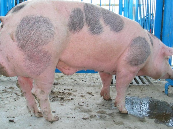 19 са огнищата с открита африканска чума по свинете в