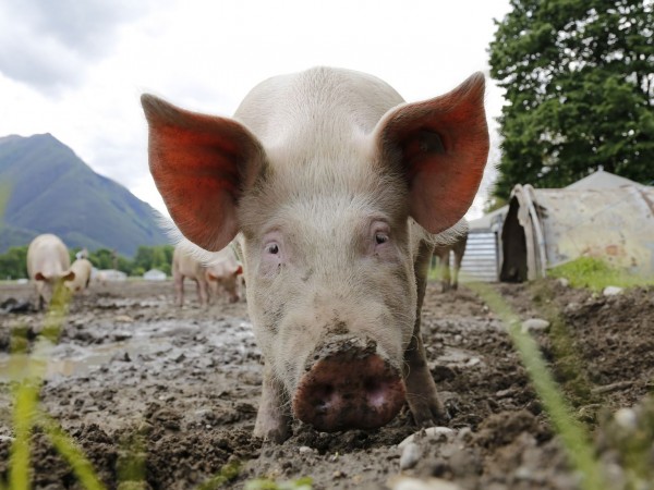 Цените на свинското месо вероятно ще растат и в България,