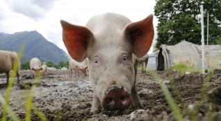 Цените на свинското месо вероятно ще растат и в България