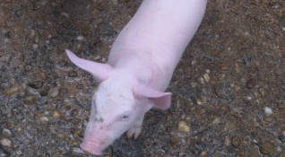 Драстично поскъпване на свинското месо заради кризата с африканската чума