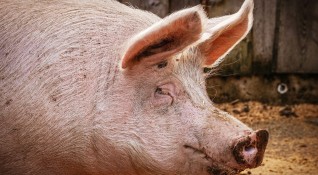 дивите свине и при внос на замразено заразено месо Когато