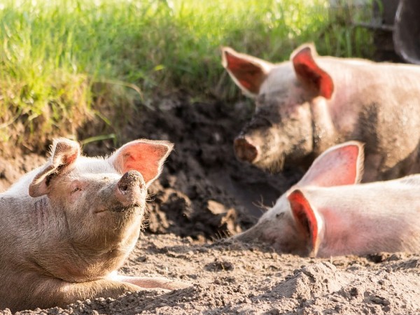 Ще бъдат обезщетени свинекомплексите, в които се избиват животни заради