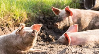 Ще бъдат обезщетени свинекомплексите в които се избиват животни заради