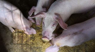 И в Добричко обявиха бедствено положение заради чумата по свинете