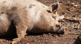 Съмнения за африканска чума по свинете се появи и във