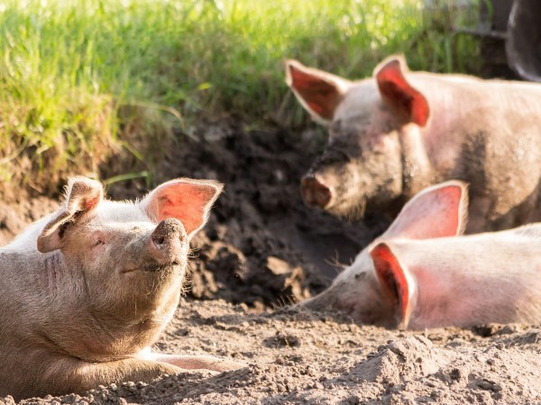 Големият проблем с чумата по свинете е в отказа да