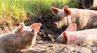 Големият проблем с чумата по свинете е в отказа да