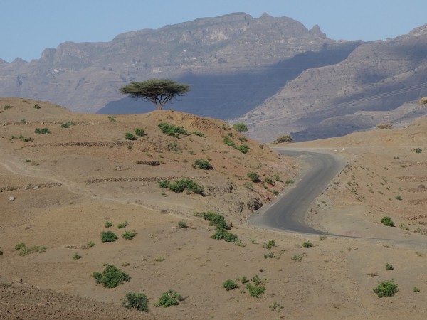 Етиопия постави нов рекорд за най-много дървета - над 200