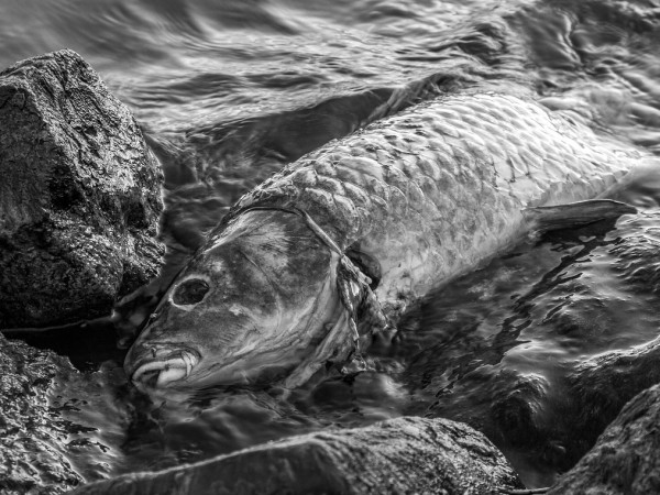 Огромно количество мъртва риба бе открито в река Искър, близо