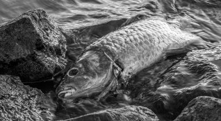 Огромно количество мъртва риба бе открито в река Искър близо