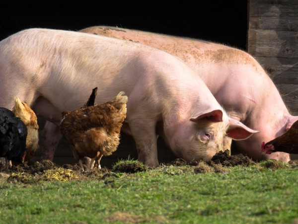 Пазарът на свинско месо в България е зависим най-вече от