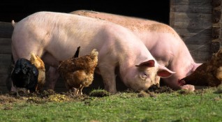 Пазарът на свинско месо в България е зависим най вече от