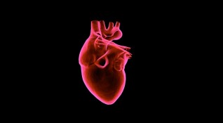 Американски учени са успели да създадат функционални части на сърце