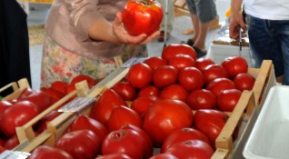 В разгара на лятото ядем скъпи домати Защо не спират