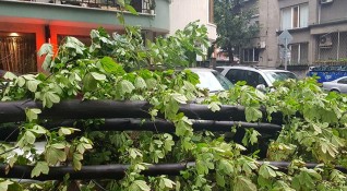 След вчерашната буря във Варна която прекърши дървета и нанесе