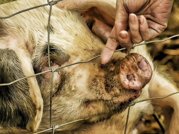 Африканската чума по свинете се превръща в една от най-заболелите