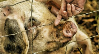 Африканската чума по свинете се превръща в една от най заболелите