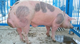 Към момента 126 хиляди прасета в индустриални свинеферми в България