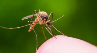 Комарите са не просто досадни жужащи твари които ни хапят