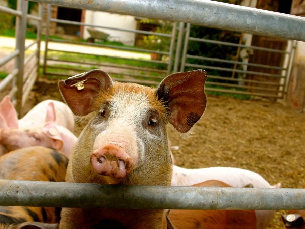 В Румъния продължава епидемията от африканска чума по свинете. Вече