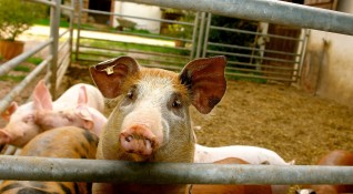 В Румъния продължава епидемията от африканска чума по свинете Вече