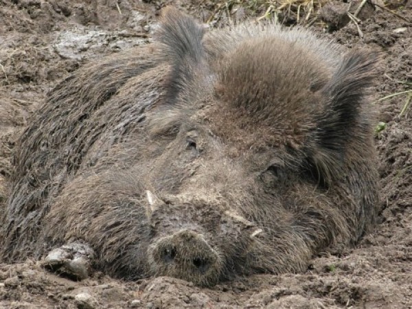 Две положителни проби за чума по свинете са установени при