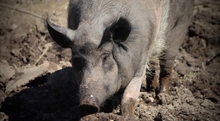 Първи случай на заболяването Африканска чума при свинете е установен