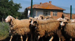Констатираният в Северна Македония случай на антракс няма отношение към