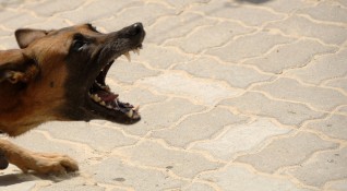 Дете е ухапано от безстопанствено куче в Дупница и е