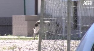 Бездомното куче което нахапа преди ден 6 годишно дете в Дупница