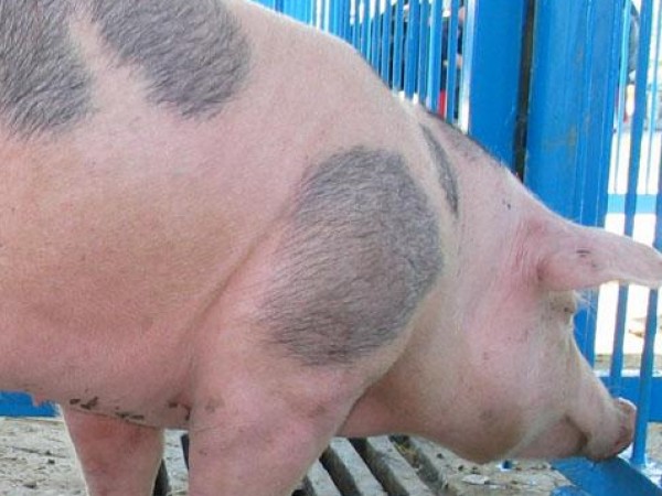 Първи случай на африканска чума по свинете е регистриран в