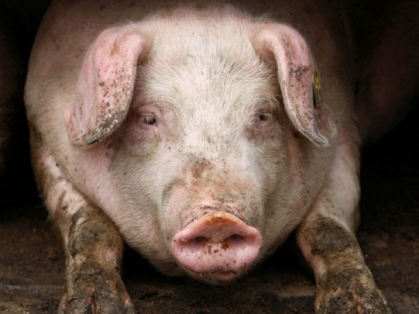 Първи случай на Африканска чума по свинете е регистриран в