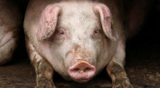 Първи случай на Африканска чума по свинете е регистриран в