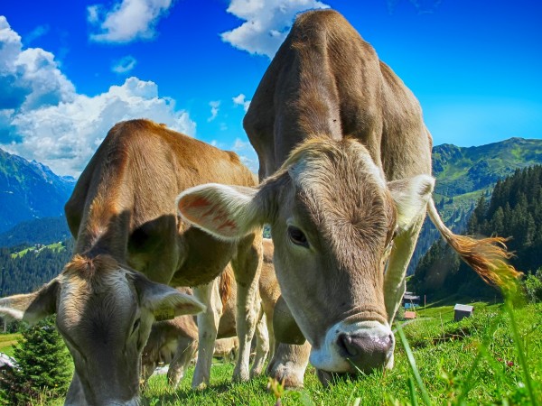 Туристите в Алпите бяха предупредени официално, че кравите в района