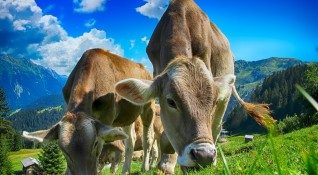 Туристите в Алпите бяха предупредени официално че кравите в района