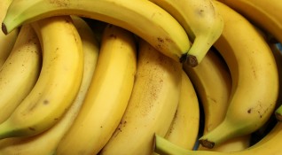 Учени предупреждават за заплахата от изчезване на бананите от сорта