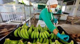 Внесени от Азия гъбички съсипват банановите плантации в Kолумбия Засега