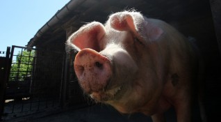 Африканска чума по свинете е установена в още един свинекомплекс